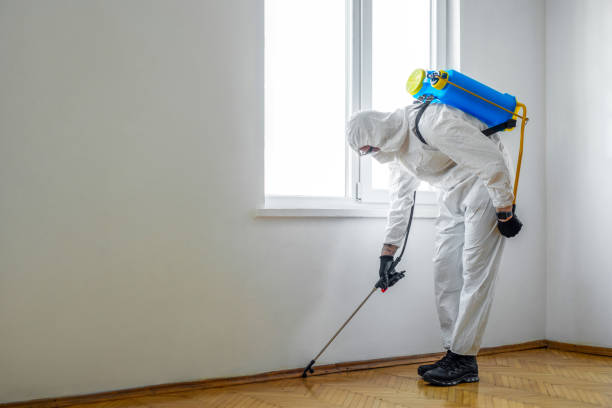 Best Wasp Removal Services  in Bethany, MO